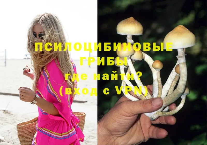 Псилоцибиновые грибы Psilocybine cubensis  Кириши 